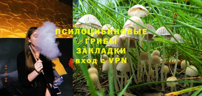 Псилоцибиновые грибы Magic Shrooms  купить   Волхов 